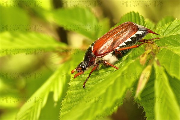 Cockchafer