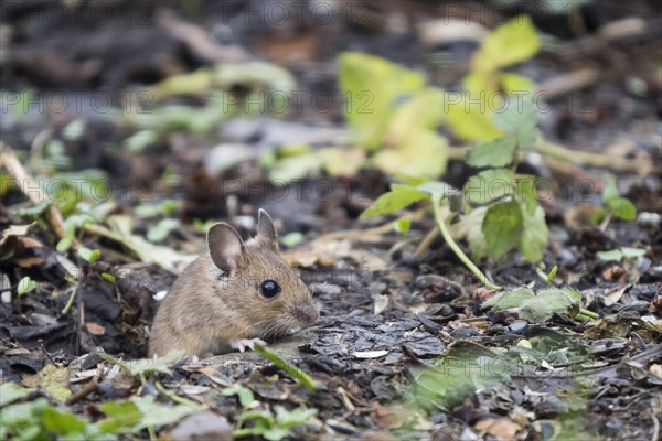 Wood mouse