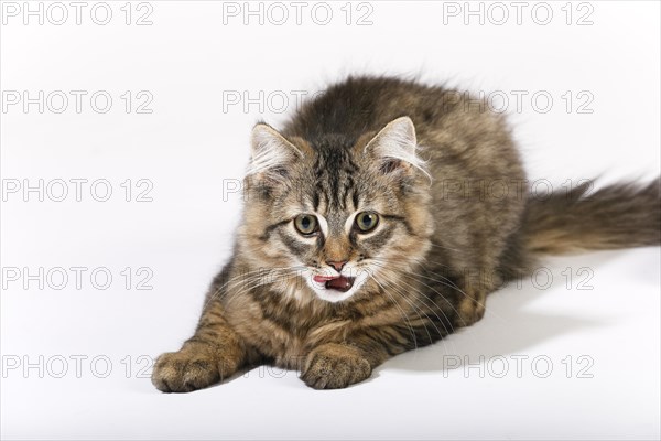 Maine Coon cat