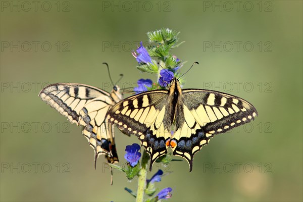 Swallowtail