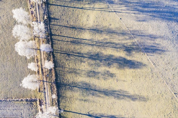 Field path through birch avenue with hoarfrost