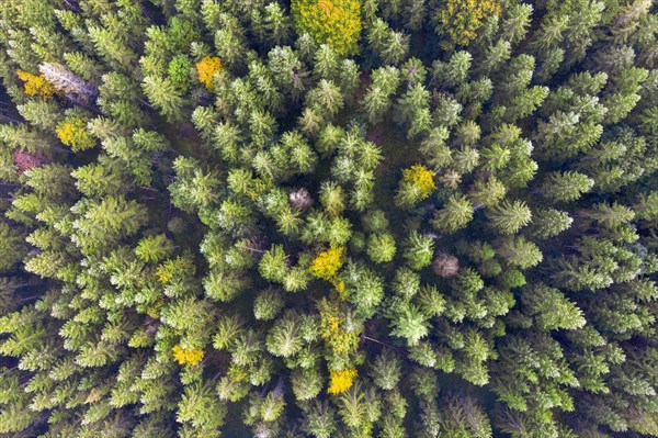Autumn mixed forest from above
