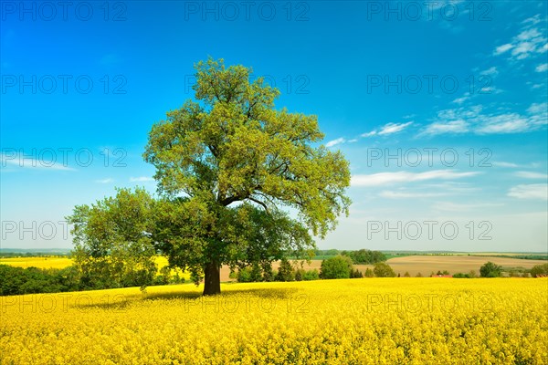 Solitary Oak