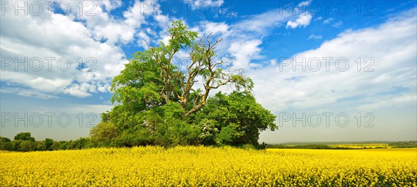 Field shrub with old Oak