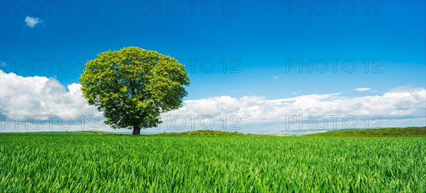 Large solitary horse chestnut