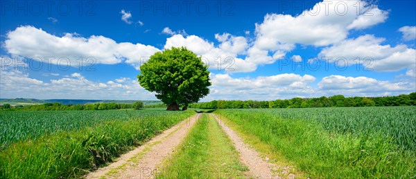 Large solitaires Oak