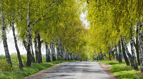 Birch alley