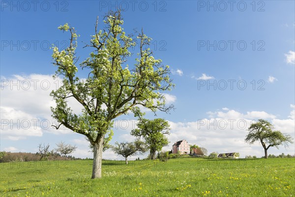 Spring on the Bodanrueck with Freudental Castle