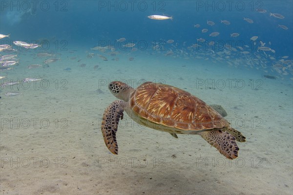 Green turtle