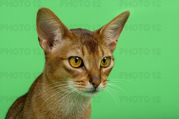 Abyssinian cat