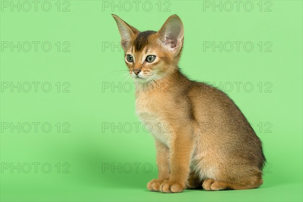 Abyssinian cat