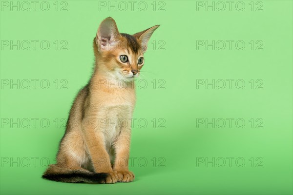 Abyssinian cat