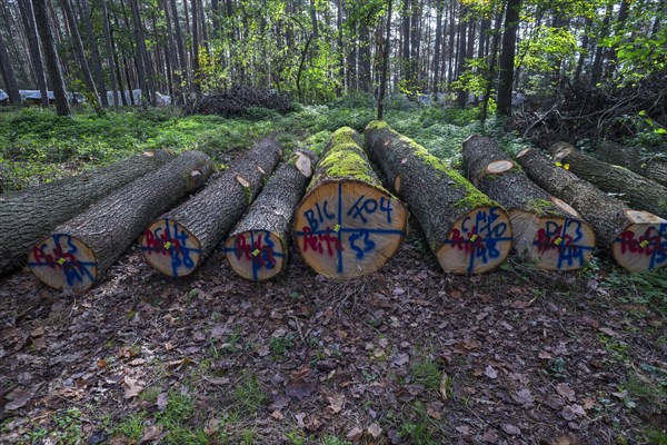 Markings on felled trees