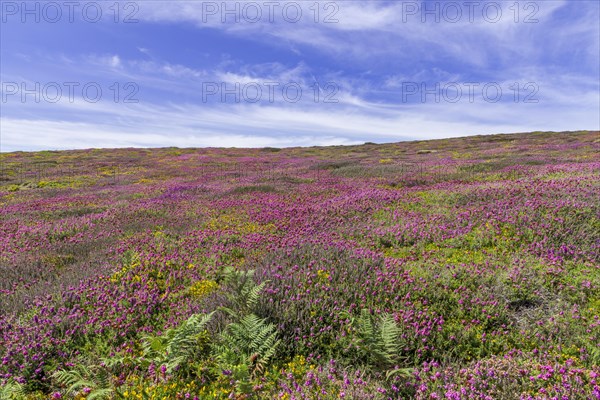 Flowering heather (Erica) at Cap de la Chevre