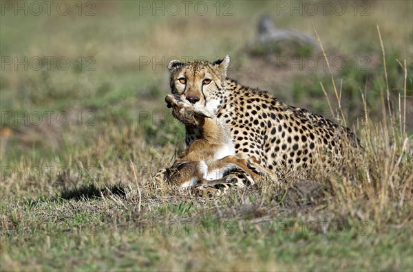 Female cheetah (Acinonyx jubatus) with a captured young Thomson gazelle