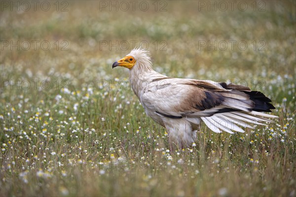 Egyptian Vulture (Neophron percnopterus) in a flower meadow