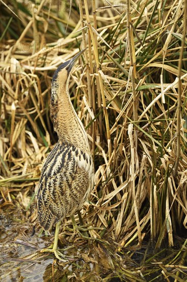 Eurasian bittern (Botaurus stellaris)