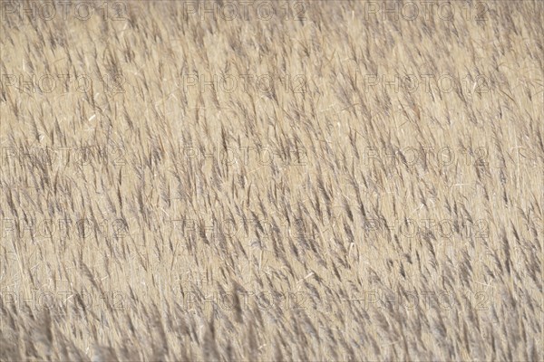 Common reed (Phragmites australis) in the wind