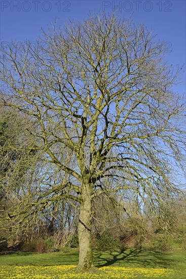 Horse chestnut (Aesculus)