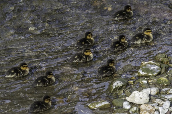 Mallards (Anas platyrhynchos)