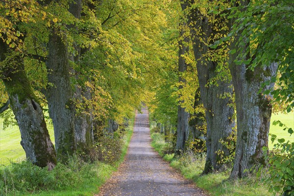 Kurfuerstenallee