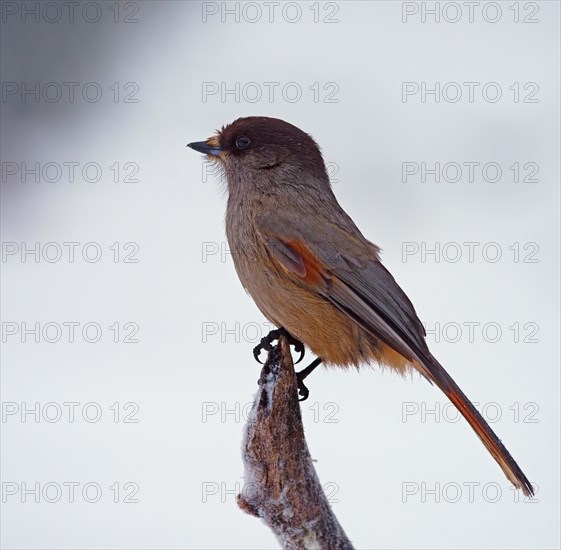 Siberian Jay (Perisoreus infaustus)