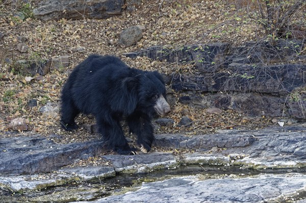 Sloth Bear (Melursus ursinus)