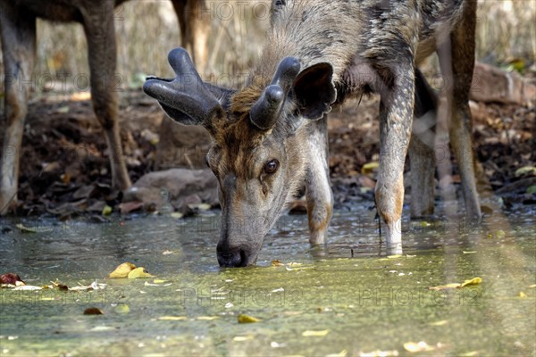 Sambar deer (Rusa unicolor)