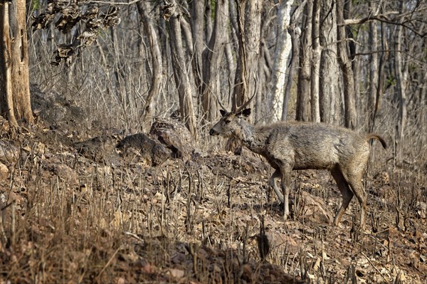 Sambar deer (Rusa unicolor)