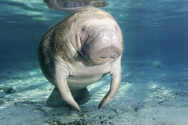 West Indian manatee (Trichechus manatus)