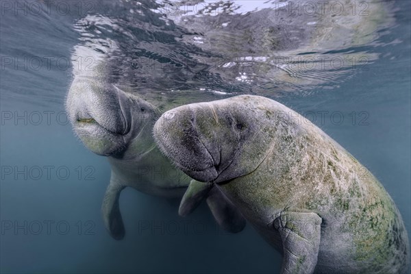 Pair West Indian manatees (Trichechus manatus)