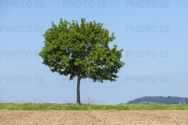 Norway maple (Acer platanoides) on field