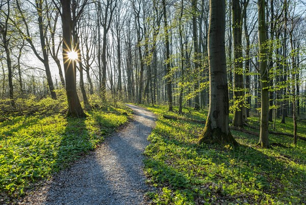 Hiking trail through Common beeches forest (Fagus sylvatica) in spring