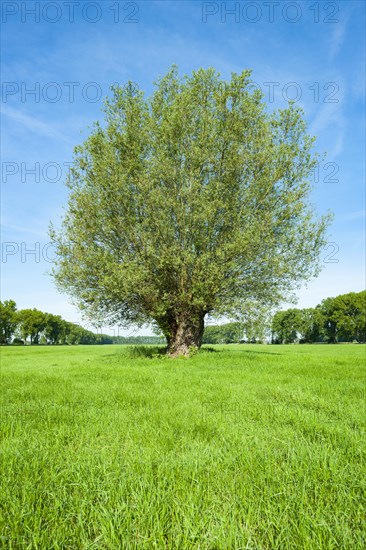 White willow (Salix alba)