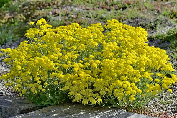 Mountain madwort (Alyssum montanum)