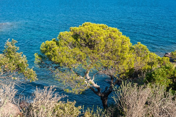 Pine tree on the rocky coast