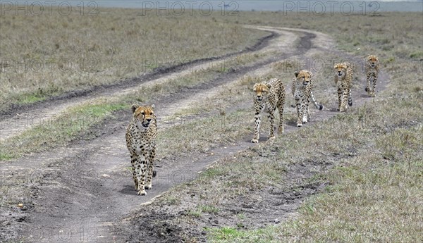 Five Cheetahs (Acinonyx jubatus)