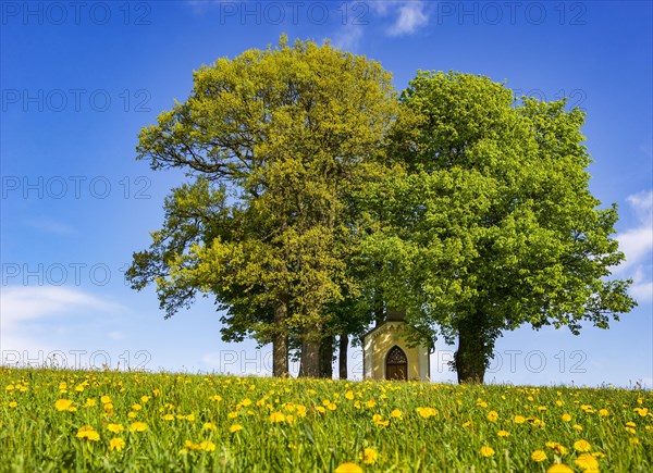 Small chapel between lime tree and chestnut tree