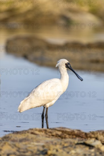 Royal Spoonbill (Platalea regia)