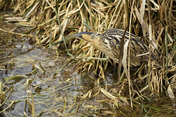 Eurasian bittern (Botaurus stellaris)