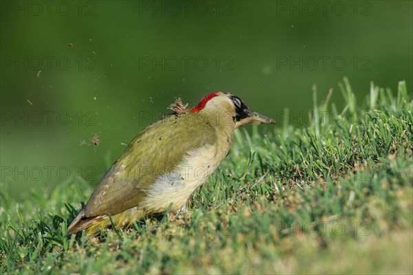 European green woodpecker (Picus viridis)