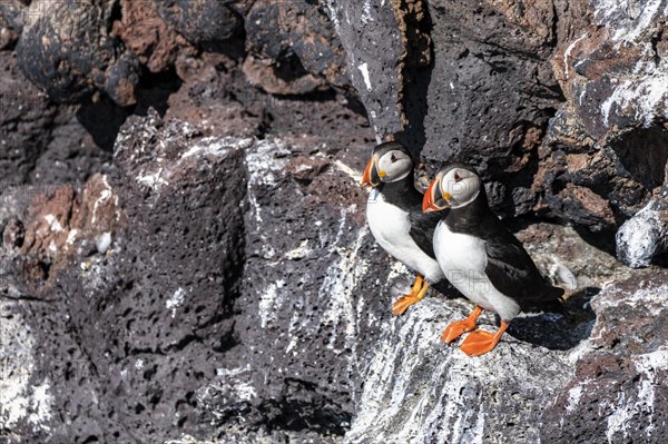 Two Puffin (Fratercula arctica)