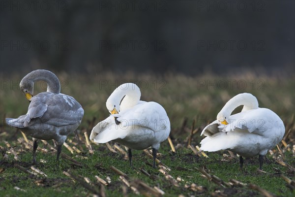 Whooper swans (Cygnus cygnus)