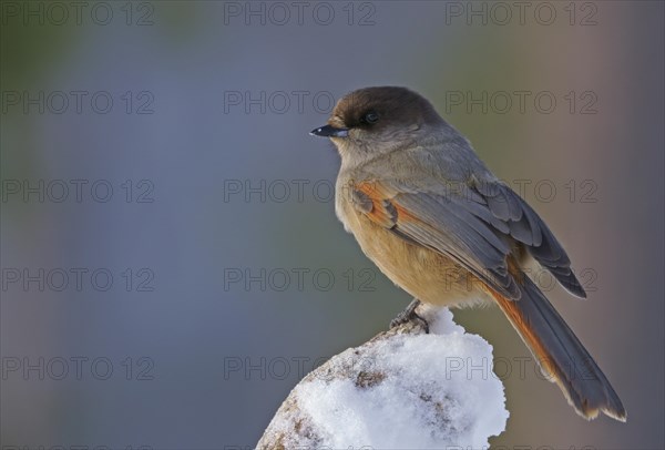 Siberian Jay (Perisoreus infaustus)