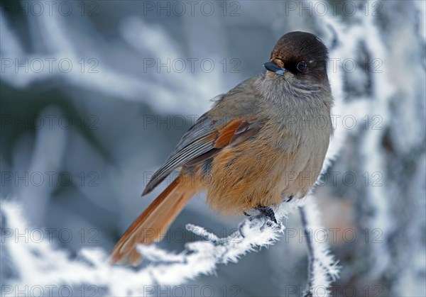 Siberian Jay (Perisoreus infaustus)