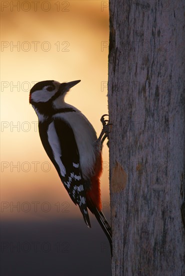 Great spotted woodpecker (Dendrocopos major)