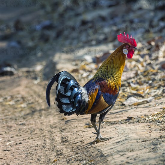 Red Junglefowl (Gallus gallus)