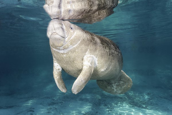 West Indian manatee (Trichechus manatus)