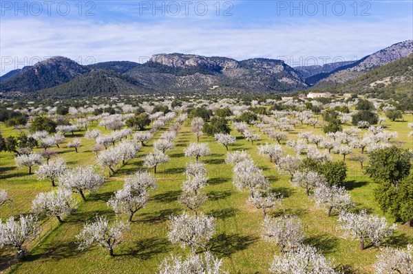 Almond blossom