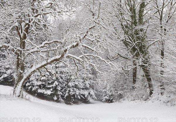 Forest during snowfall